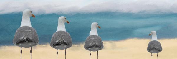 Seagulls #51267 Seagulls #51267