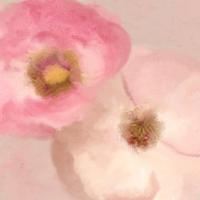 Blush Blooms 1 #51301 Blush Blooms 1 #51301
