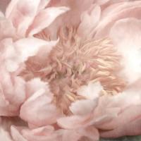 Peony Center #51308 Peony Center #51308