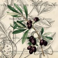 Olive Branch 2 #51326 Olive Branch 2 #51326