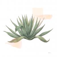 Desert Color Succulent I #51423 Desert Color Succulent I #51423