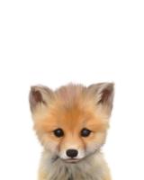 BABY FOX #51575 BABY FOX #51575