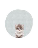Baby Circle Kitten #51593