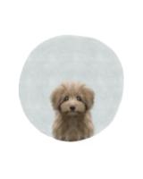 Baby Circle Puppy #51595