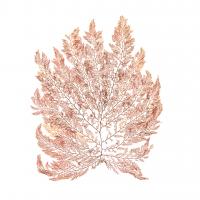 Pacific Sea Mosses I White Sq #51608-12x12 Pacific Sea Mosses I White Sq #51608-12x12