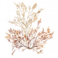 Pacific Sea Mosses XV White Sq #51615-12x12 Pacific Sea Mosses XV White Sq #51615-12x12