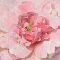 Blushing Metallic Peony #51630