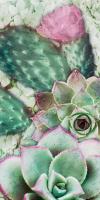 Springtime Succulents 3 #51713 Springtime Succulents 3 #51713