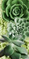 Adored Succulents 5 #51714 Adored Succulents 5 #51714