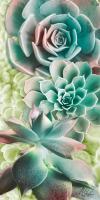 Adored Succulents 6 #51715 Adored Succulents 6 #51715