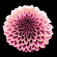 Dahlia Embrace 1 #51733