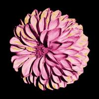 Dahlia Embrace 2 #51734 Dahlia Embrace 2 #51734