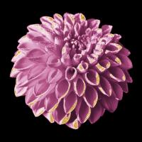 Dahlia Embrace 3 #51735 Dahlia Embrace 3 #51735