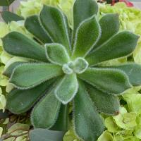 Adored Succulents 3 #51739 Adored Succulents 3 #51739