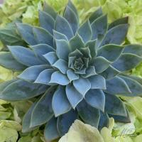 Adored Succulents 4 #51740 Adored Succulents 4 #51740