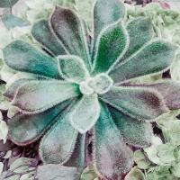 Springtime Succulents 1 #51741 Springtime Succulents 1 #51741