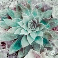 Springtime Succulents 2 #51742 Springtime Succulents 2 #51742