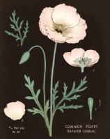 Poppy Chart Cool #51746 Poppy Chart Cool #51746