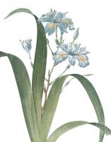 Summer Botanicals III on White #51755 Summer Botanicals III on White #51755