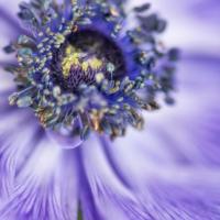 springanemone I #51860 springanemone I #51860
