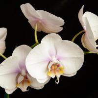 White Orchids 1 #51868 White Orchids 1 #51868