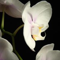 White Orchids 2 #51869 White Orchids 2 #51869