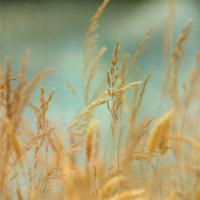 Prairie Grass 2 #51880