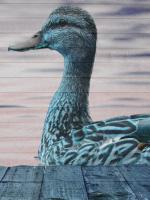 Aqua Duck #51891