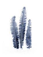 Navy Fern Fronds #51942