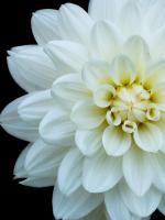 White Dahlia 5 #51999