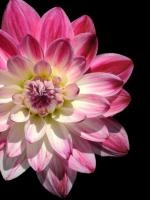 Ombre Dahlia 16 #52001 Ombre Dahlia 16 #52001