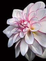 Pale Dahlia 10 #52002 Pale Dahlia 10 #52002