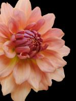 Peach Dahlia 25 #52003