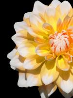 Cheerful Dahlia 28 #52004 Cheerful Dahlia 28 #52004