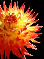 Fire Dahlia 31 #52005