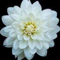 Dahlia 5 #52008