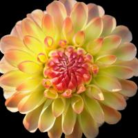 Dahlia 27 #52009 Dahlia 27 #52009