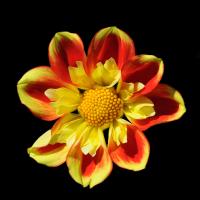 Dahlia 12 A #52010