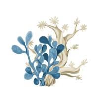 Coastal Coral 3 #52013 Coastal Coral 3 #52013