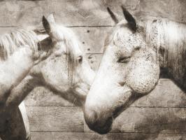 Love Horses #52056 Love Horses #52056
