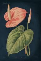 Anthurium Ferrierense Dark Blue #52057 Anthurium Ferrierense Dark Blue #52057