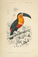 Toucan du Para #52058