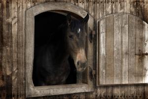 Loving Peek 1 #52062 Loving Peek 1 #52062