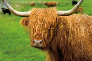 Scottish Highland Cattle I #52301