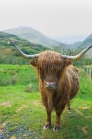 Scottish Highland Cattle VI #52306 Scottish Highland Cattle VI #52306