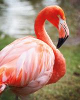 Flamingo I #52664