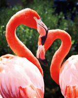 Flamingo II #52665