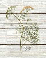 Dill #52729 Dill #52729