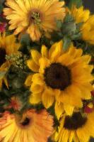 Bunches #52736 Bunches #52736