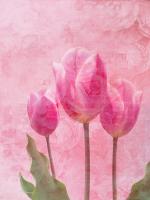 Tulip Love 1 #52745 Tulip Love 1 #52745